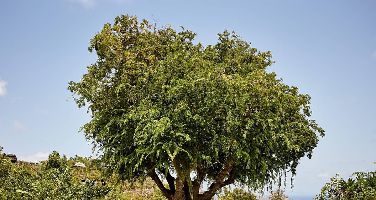 Villa Fleur de Tamarin