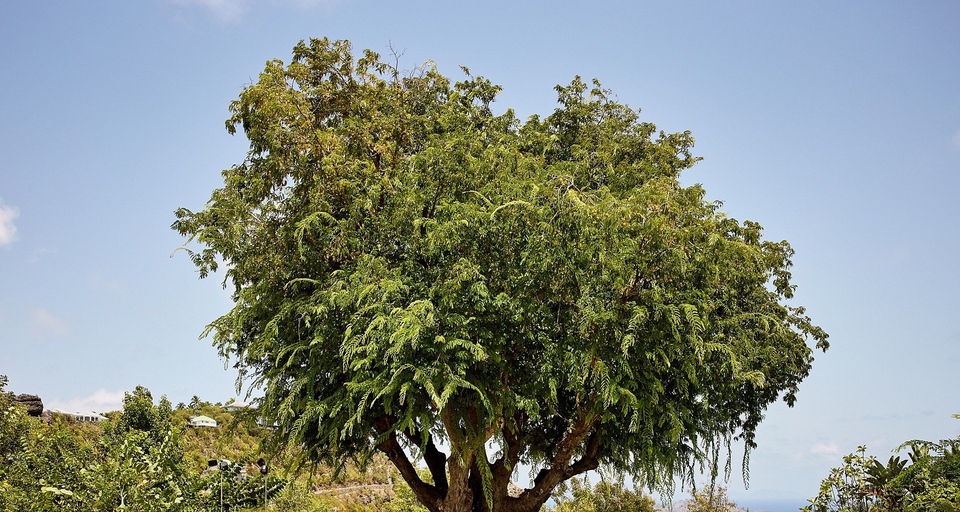 GH8-header at Villa Fleur de Tamarin