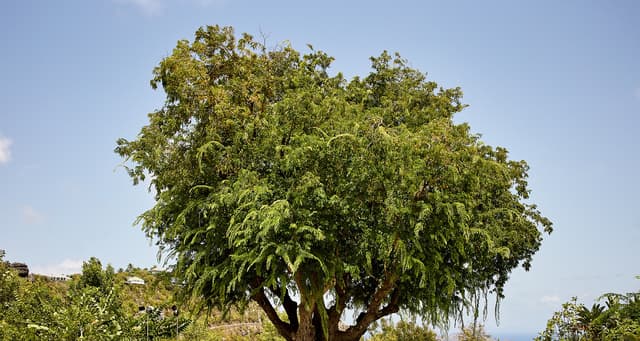 GH8-header at Villa Fleur de Tamarin